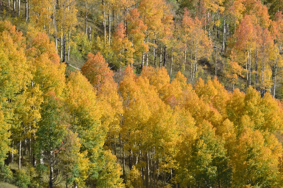 Motivational Monday – ‘A Slice of Colorado’s Autumn’